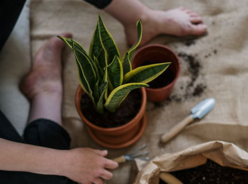 9 tipos de plantas para casa para quem é louca por um verde